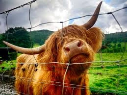 higlandcow